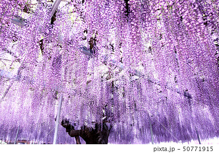 宇都宮市指定天然記念物　上籠谷町の藤 50771915