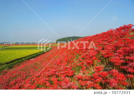 愛知県半田市矢勝川のヒガンバナ 50772035
