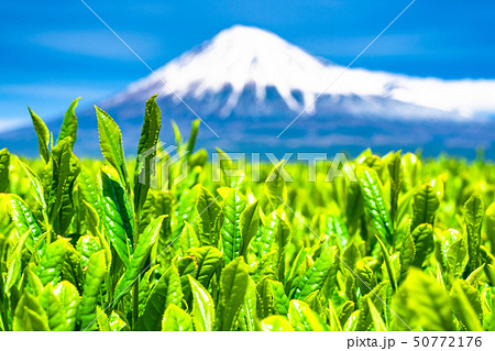 《静岡県》富士山と茶畑の風景 50772176
