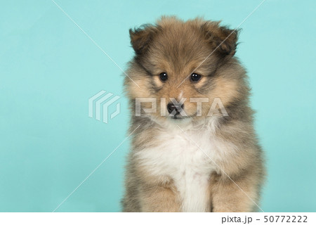Portrait of a shetland sheepdog puppy on a blue Portrait of a shetland sheepdog puppy on a blue 50772222