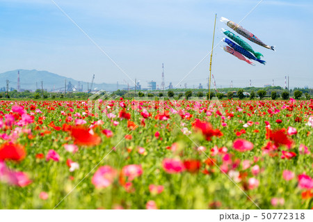 ポピーの花畑と鯉のぼり 【岡山県 笠岡市】 ポピーの花畑と鯉のぼり 【岡山県 笠岡市】 50772318
