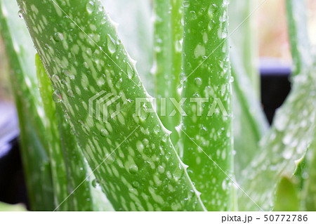 aloe vera plant with close up shot. 50772786