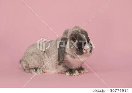 Adult grey rabbit on a pink background 50772914