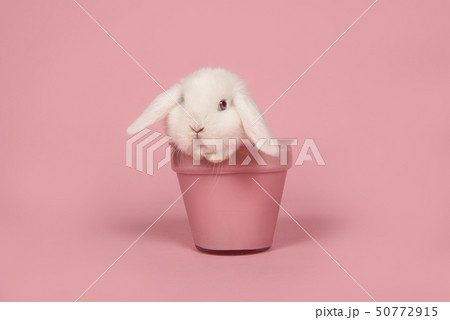 Cute young white rabbit in a pink flowerpot Cute young white rabbit in a pink flowerpot 50772915