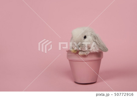 Cute young grey rabbit in a pink flowerpot Cute young grey rabbit in a pink flowerpot 50772916