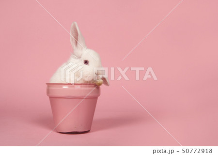 Cute young white rabbit in a pink flowerpot Cute young white rabbit in a pink flowerpot 50772918