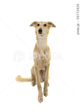 Sitting Longhaired whippet dog Sitting Longhaired whippet dog 50772920