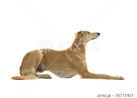 Side view of Silken windsprte dog lying down 50772925