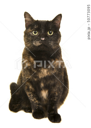 Sitting Tortoise cat Sitting Tortoise cat 50773095