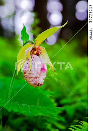 クマガイソウ 50773218