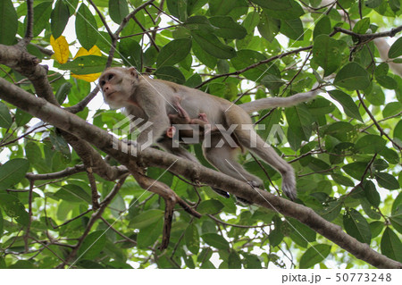 The female monkey Carry baby monkey on branch tree The female monkey Carry baby monkey on branch tree 50773248