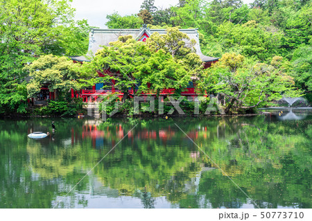 東京　春の井の頭公園 50773710