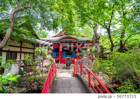 東京 春の井の頭公園 東京 春の井の頭公園 50773715