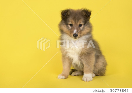 Sitting Shetland sheepdog puppy Sitting Shetland sheepdog puppy 50773845