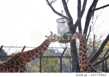 食事中のキリン 撮影許可 協力 よこはま動物園ズーラシアの写真素材