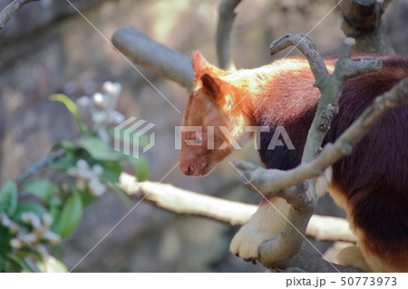 セスジキノボリカンガルー 撮影許可・協力:よこはま動物園ズーラシア セスジキノボリカンガルー 撮影許可・協力:よこはま動物園ズーラシア 50773973