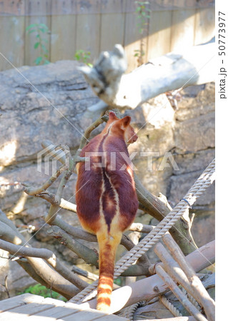 セスジキノボリカンガルー 後ろ姿 撮影許可・協力:よこはま動物園ズーラシア セスジキノボリカンガルー 後ろ姿 撮影許可・協力:よこはま動物園ズーラシア 50773977