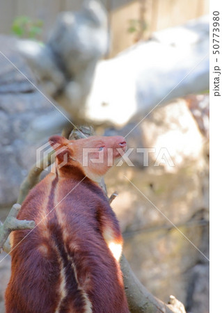 セスジキノボリカンガルー　後ろ姿　撮影許可・協力：よこはま動物園ズーラシア 50773980
