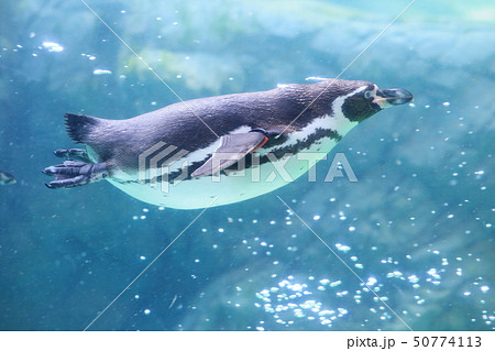 泳ぐフンボルトペンギン 撮影許可 協力 よこはま動物園ズーラシアの写真素材