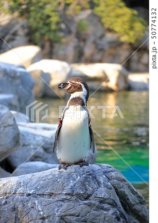 岩場で佇むフンボルトペンギン　撮影許可・協力：よこはま動物園ズーラシア 50774132