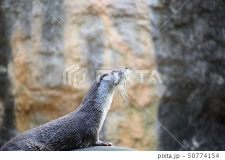 休憩中のユーラシアカワウソ 撮影許可 協力 よこはま動物園ズーラシアの写真素材