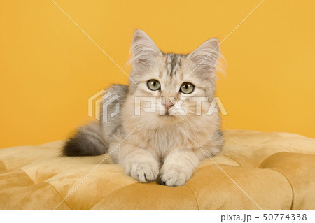 Cute siberian kitten lying down on a yellow pouf 50774338