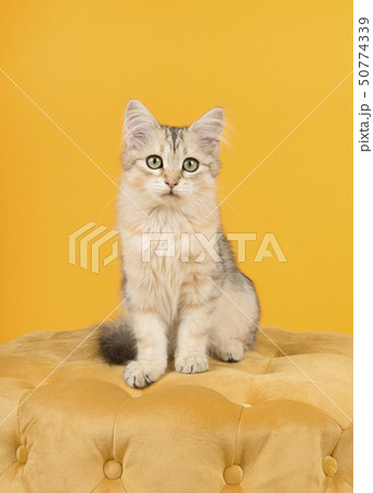 Cute siberian kitten sitting on an yellow pouf  50774339