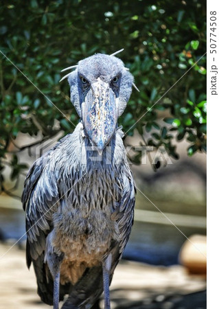 イケメンのハシビロコウ、目線が鋭くカッコ良いshotですの写真