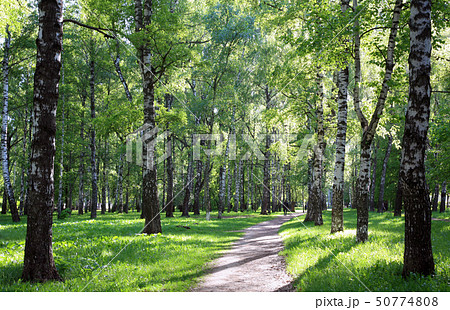 Spring evening birch alley in sunlight 50774808
