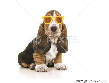 Sitting basset hound puppy wearing glasses 50774905