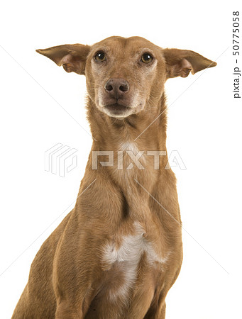 Portrait of a podenco andaluz isolated on white 50775058