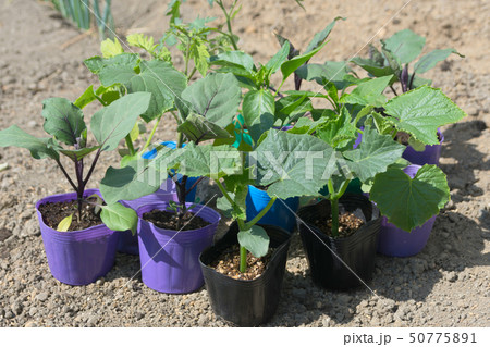 夏野菜のポット苗 夏野菜のポット苗 50775891