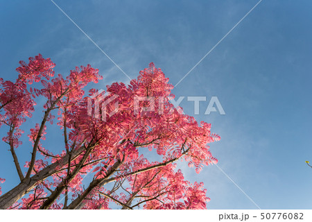 チャンチンの若葉と青空 50776082