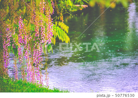 romantic spring river flower shore background with rain drops 50776530