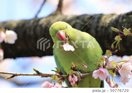 桜の花を食べる野生のワカケホンセイインコのメス 50776720