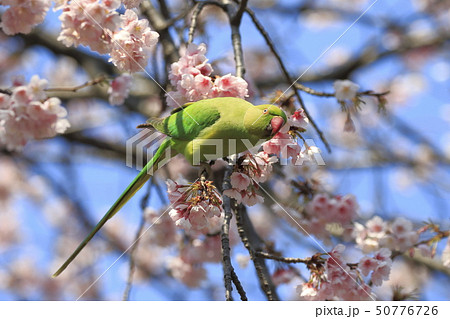 桜の花を食べる野生のワカケホンセイインコのメス 50776726