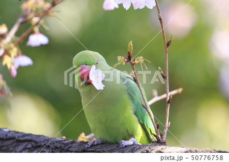 桜の花を食べる野生のワカケホンセイインコのメス の写真素材