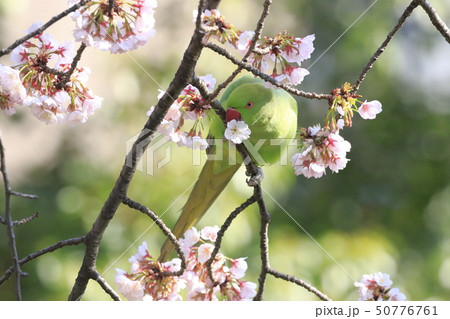 桜の花を食べる野生のワカケホンセイインコのメス 桜の花を食べる野生のワカケホンセイインコのメス 50776761