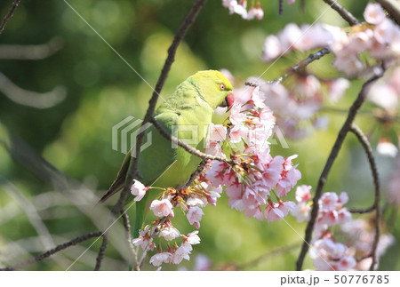 桜の花を食べる野生のワカケホンセイインコのメス　 50776785