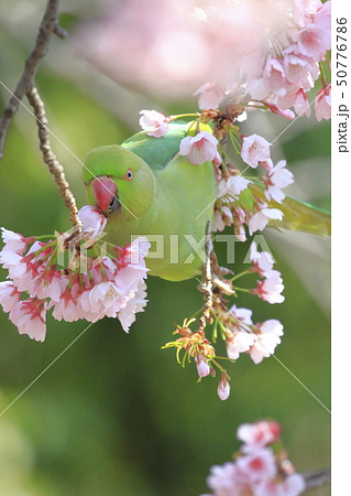 桜の花を食べる野生のワカケホンセイインコのメス　 50776786