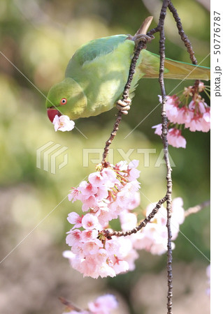 桜の花を食べる野生のワカケホンセイインコのメス　 50776787