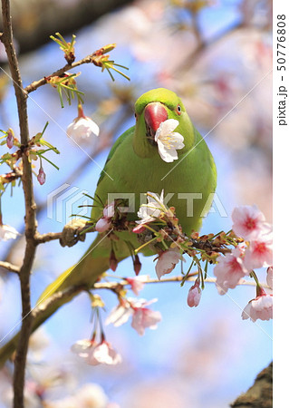 桜の花を食べる野生のワカケホンセイインコのメス　 50776808