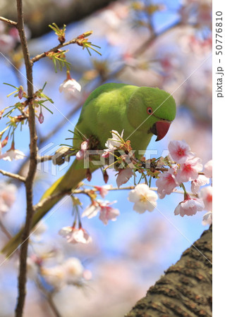 桜の花を食べる野生のワカケホンセイインコのメス　 50776810