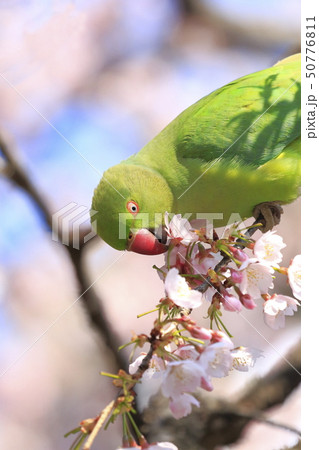 桜の花を食べる野生のワカケホンセイインコのメス　 50776811
