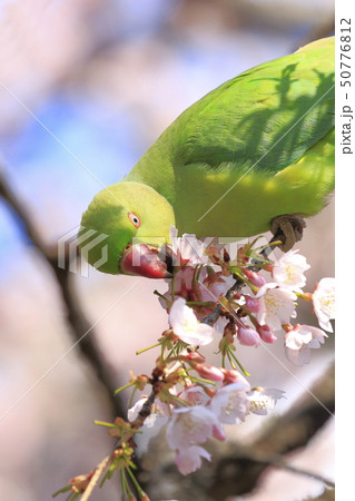 桜の花を食べる野生のワカケホンセイインコのメス　 50776812