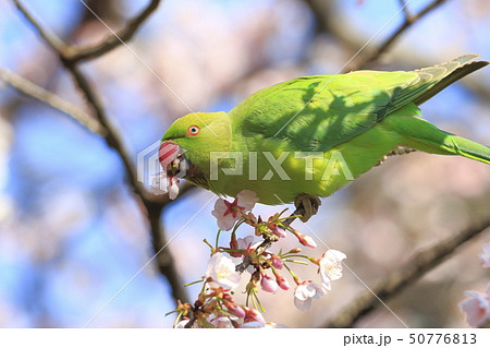 桜の花を食べる野生のワカケホンセイインコのメス の写真素材