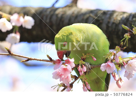 桜の花を食べる野生のワカケホンセイインコのメス　 50776824