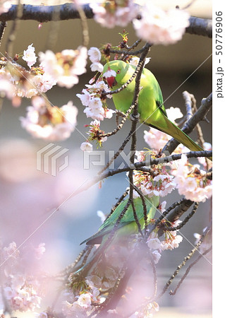 桜の花を食べる野生のワカケホンセイインコのメス　二羽 50776906