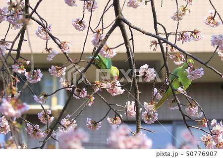桜の花を食べる野生のワカケホンセイインコのメス　二羽 50776907