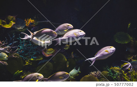 Tropical Fish Tropical Fish 50777002